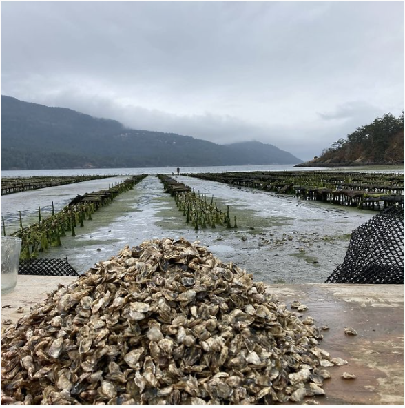 Judd Cove Oysters