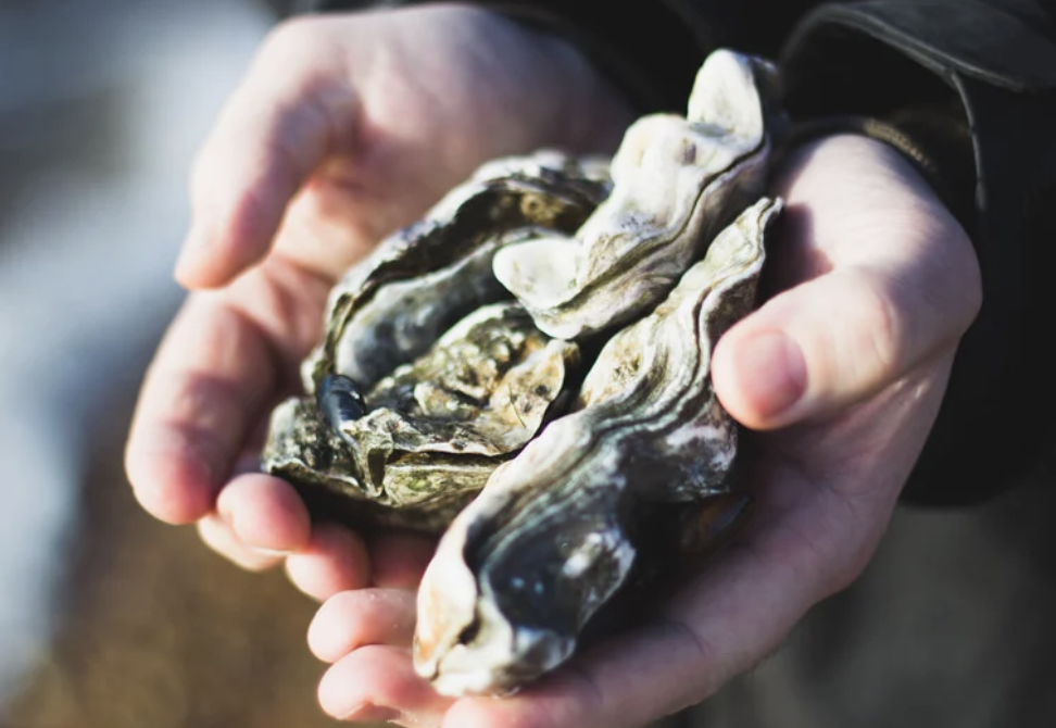 Judd Cove Oysters