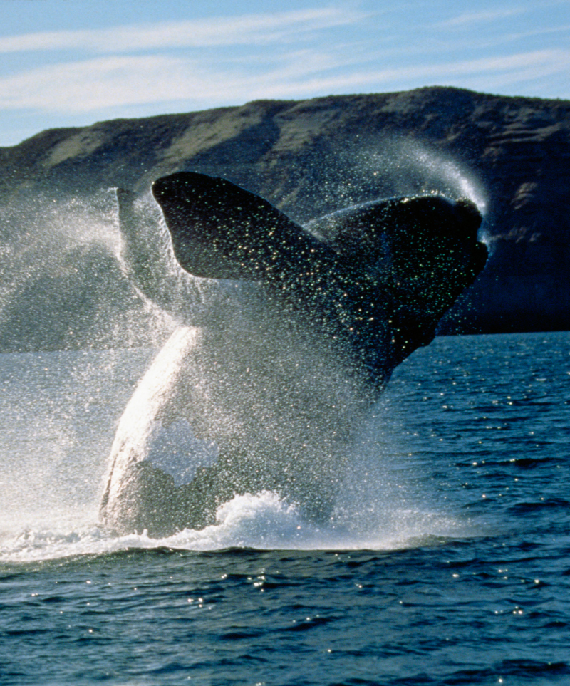 Orcas Island Wildlife Tours